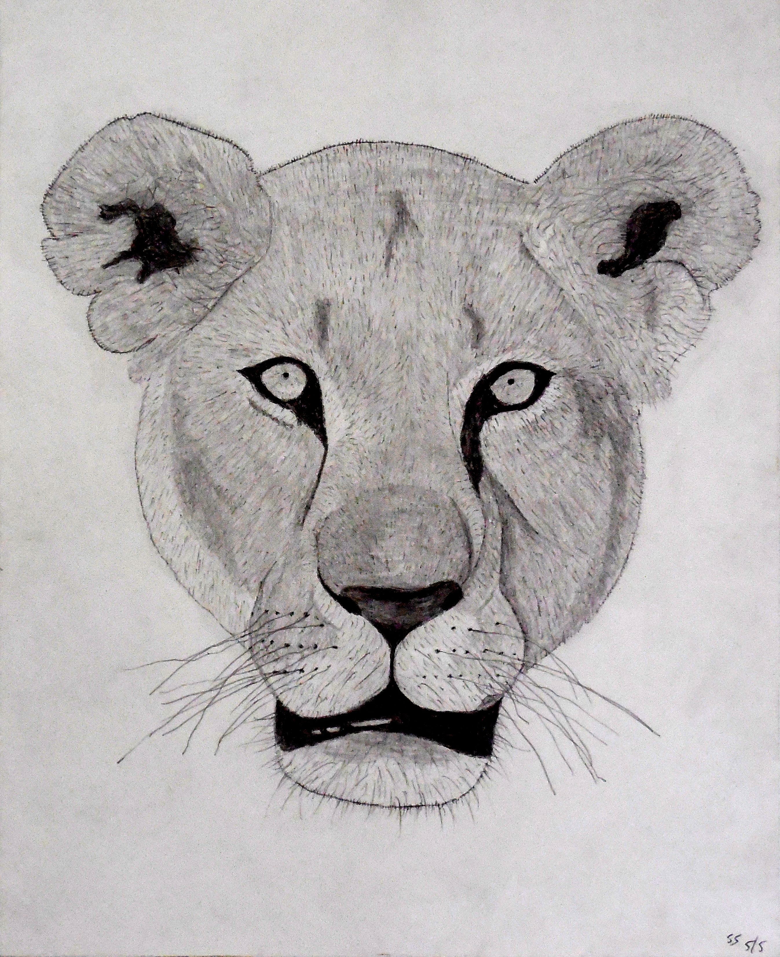 Lioness Head