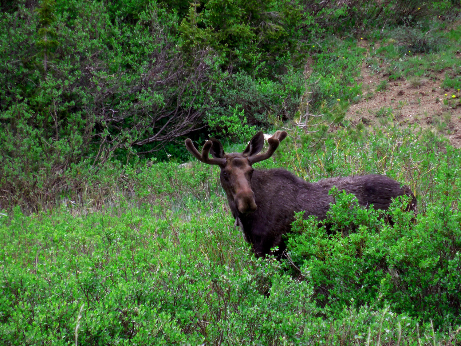 Nonchalant Moose