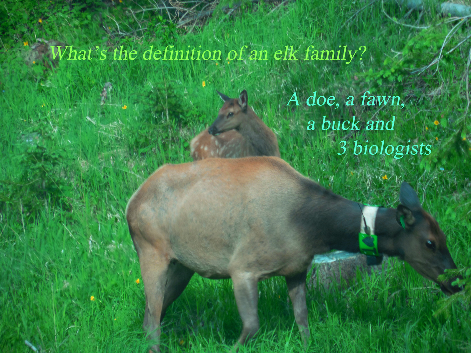 Definition of Elk Family