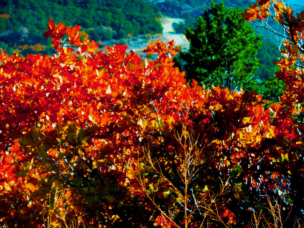 Red Oak Autumn Leaves