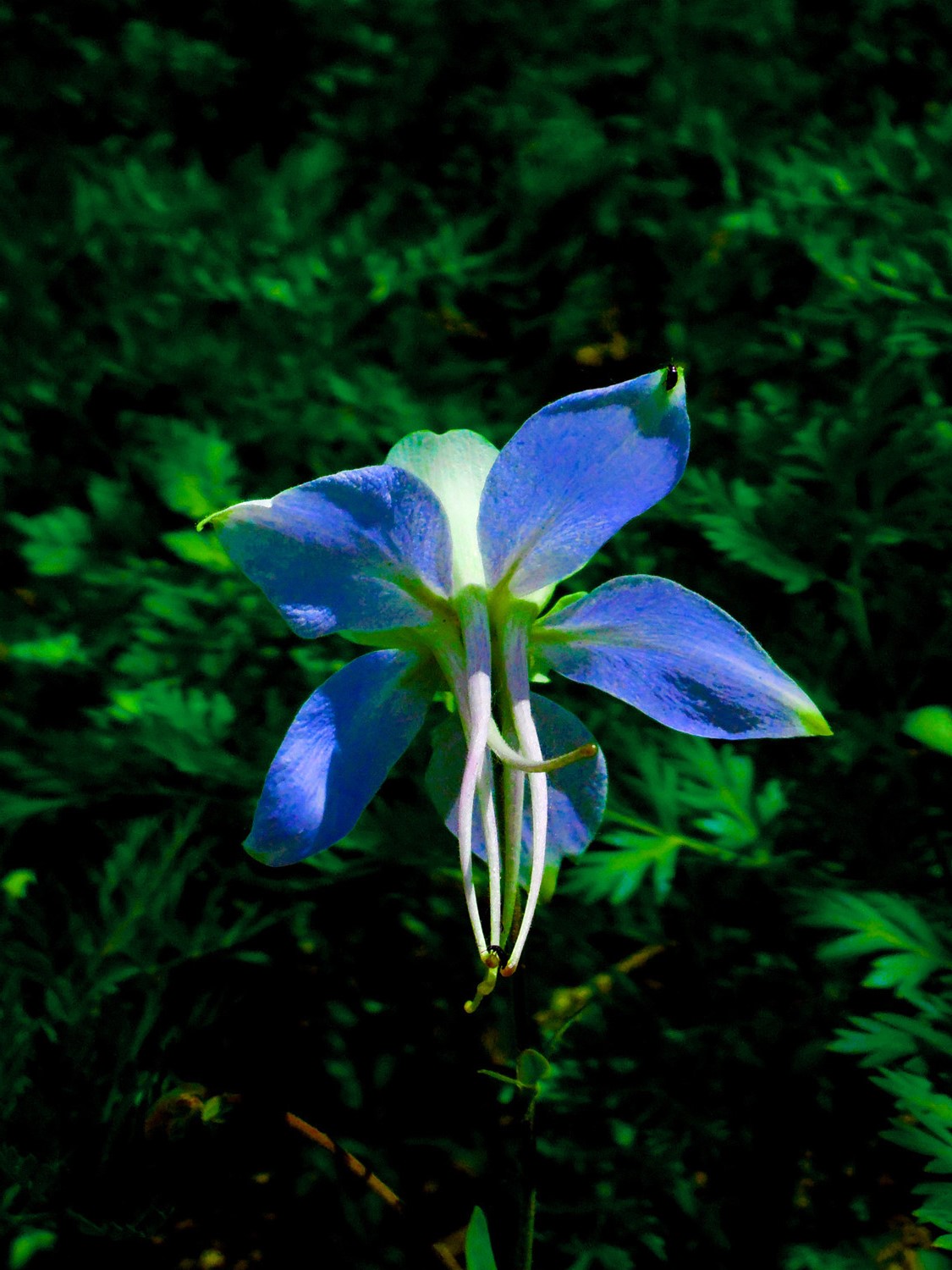 Columbine State Flower