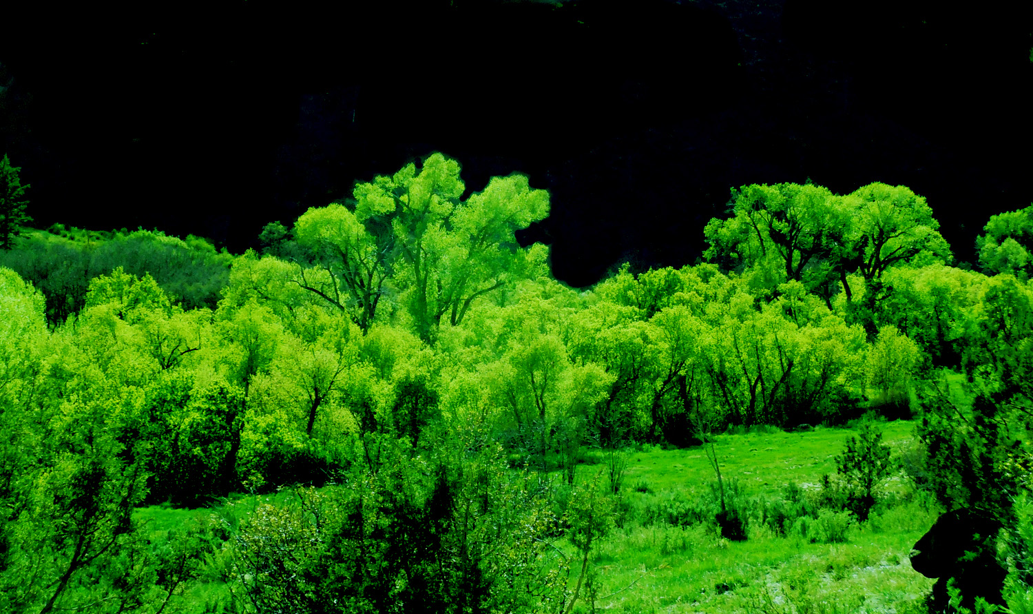 Riparian Green