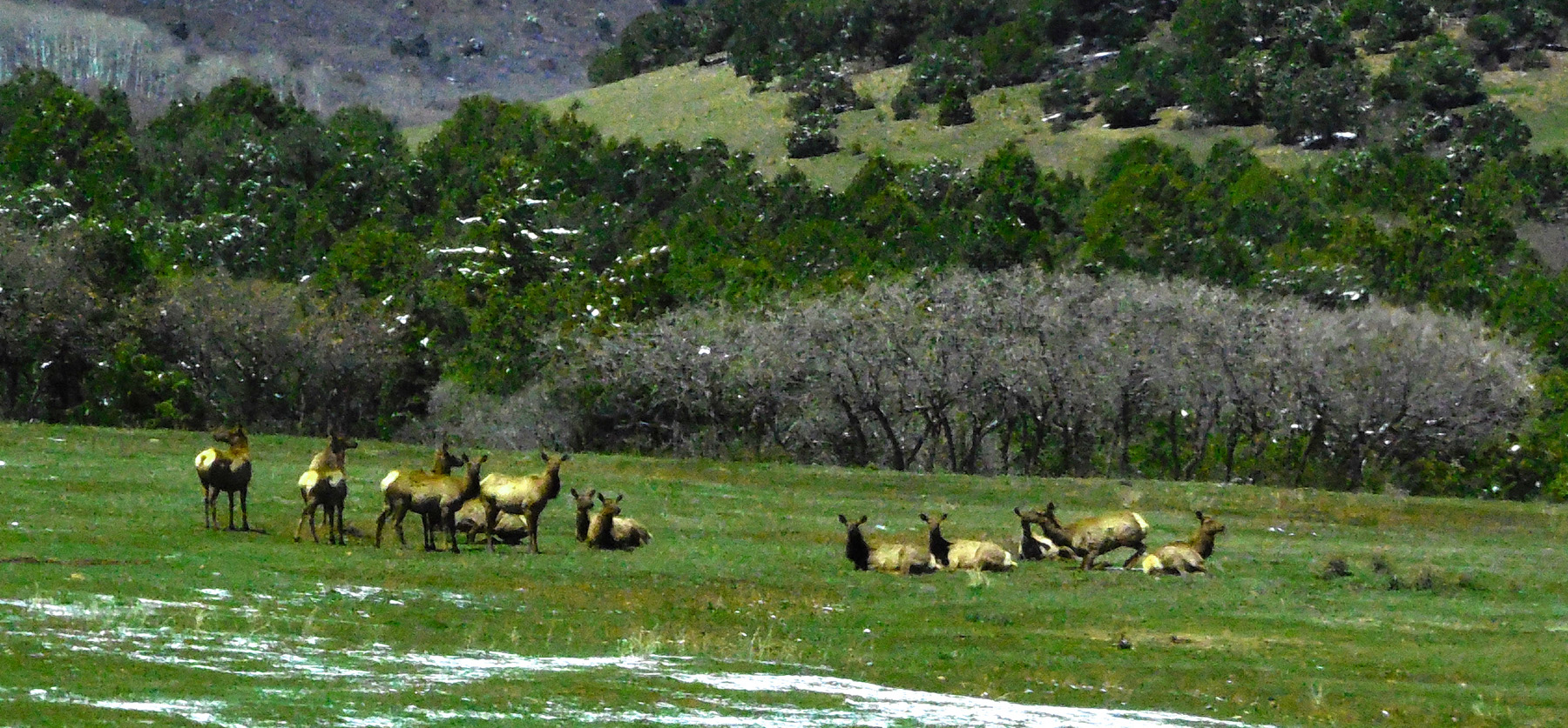 Herd of Elk