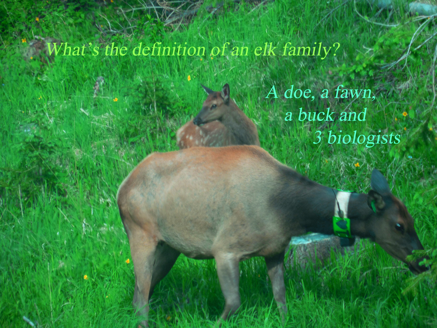 Elk Family Definition