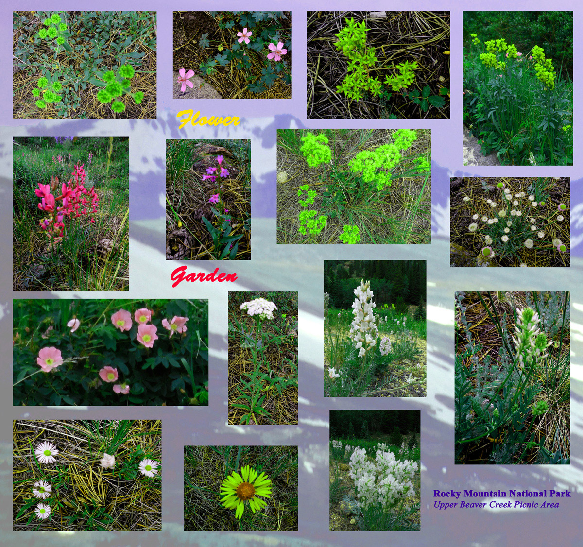 15 Flower Types in 10 feet